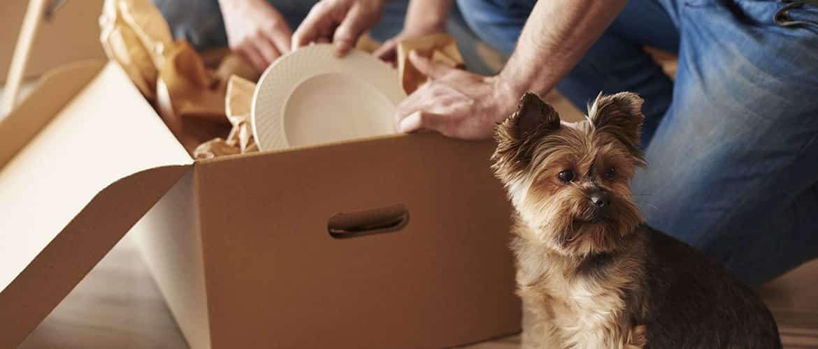 Moving With Pets — The Removals Group in Burleigh Heads, QLD