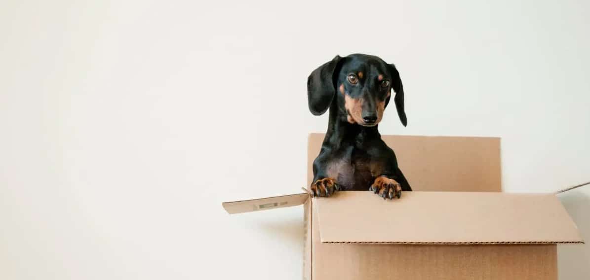Dog inside a box — The Removals Group in Burleigh Heads, QLD